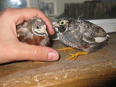 40+ UP To 50 BUTTON QUAIL HATCHING ...