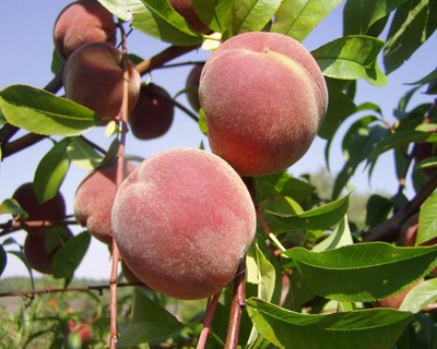 Nemaguard Peach, Prunus persica nemaguard, Tree Seeds ...