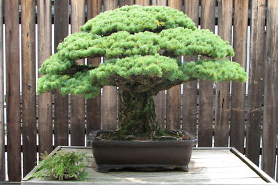 Japanese White Pine, Pinus parviflora, Tree Seeds ...