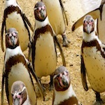 mad_pinguin