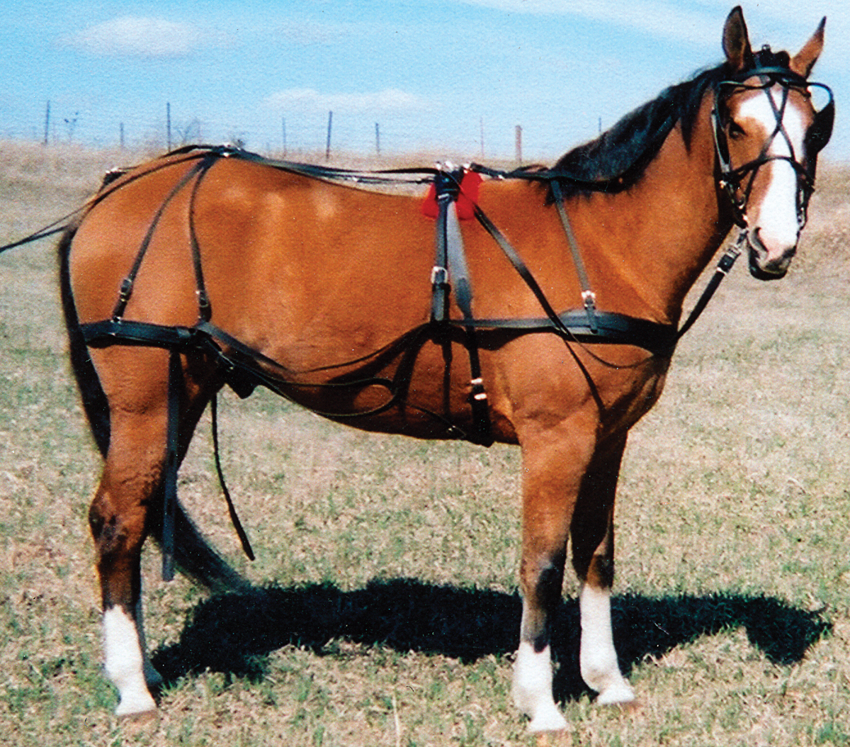 Horse Harness Buying Guide eBay
