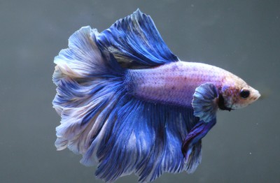 live Tropical Fish-Blue grizzle ROSETAIL halfmoon  ...
