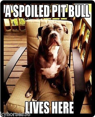 Funny Dog Humor Spoiled Pitbull Refrigerator Magnet