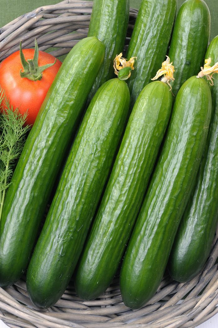 VEGETABLE CUCUMBER FEMSPOT F1 (GREENHOUSE) 5 FINEST SEEDS ALL FEMALE