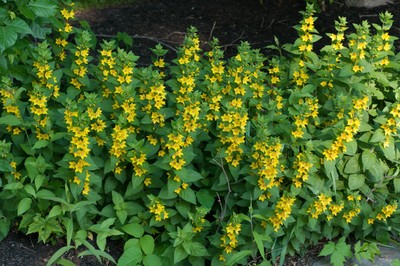 loosestrife YELLOW LOOSESTRIFE Perennial Flower, 1 live ...