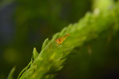 5 Tangerine Tiger Caridina Shrimps FREE SHIPPING