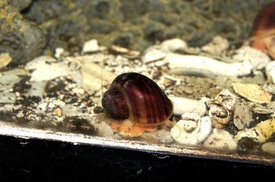 6 PURPLE MYSTERY Snails Live Freshwater Aquarium ...