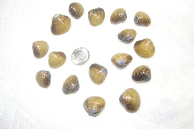 25 FRESHWATER CLAMS  FISH TANK AQUARIUM ...