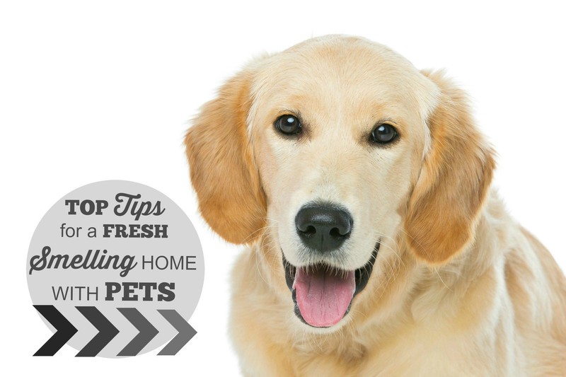 TOP TIPS FOR A FRESH SMELLING HOME WITH PETS eBay