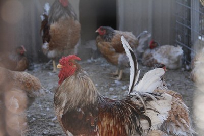 12 Splash Blue Laced Red Wyandotte Hatching ...