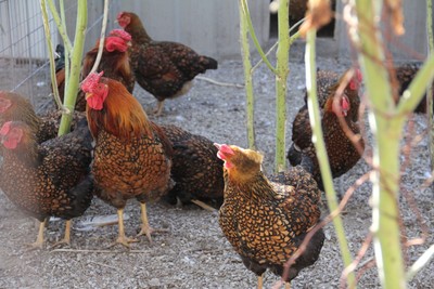 12 Gold Laced Wyandotte Chicken Hatching Eggs