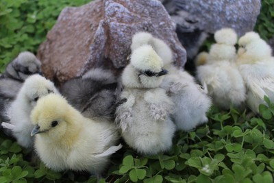 10+ Bearded Silkie Hatching Eggs - NPIP