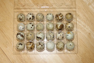 Coturnix quail  20 + fertile hatching ...