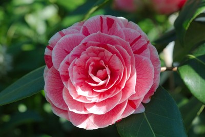 10 Seeds Camellia japonica Japanese camellia Tea ...