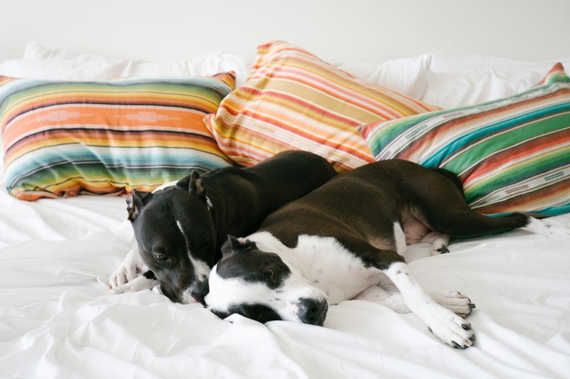 How to Keep Dog Shedding Under Control eBay