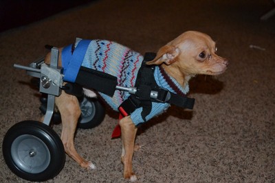 Dog Wheelchair Puppy Cart Handicapped Pet XXS ...