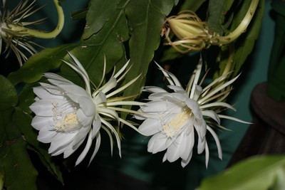 Cactus Succulent EPIPHYLLUM OXYPETALLUM - un-rooted cutting