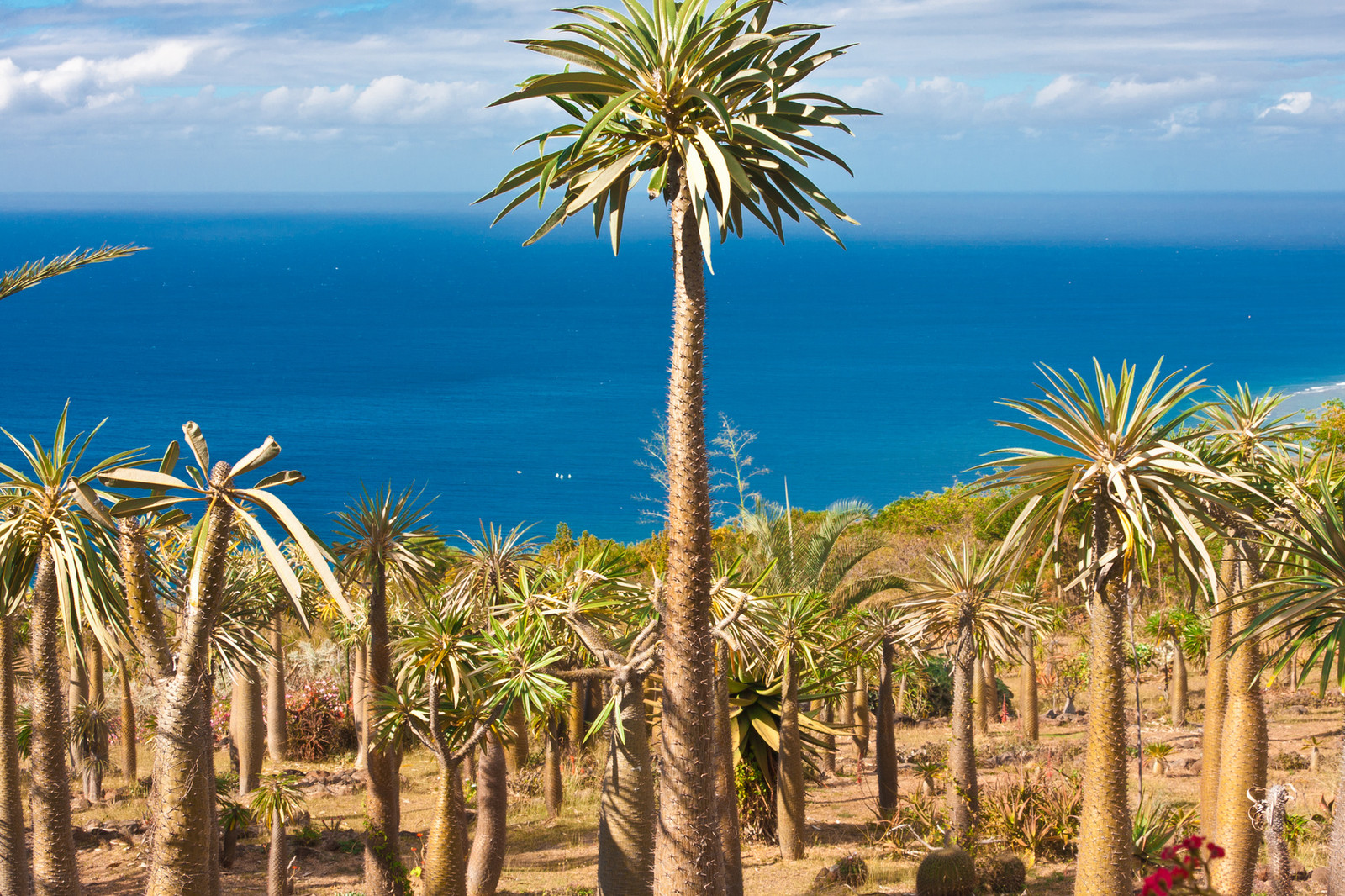 How to Care for a Madagascar Palm eBay