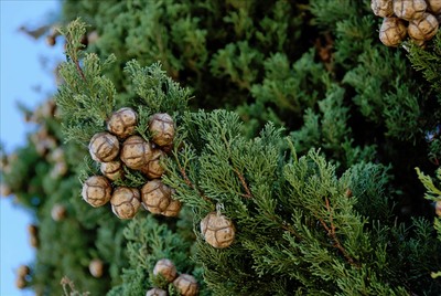 150+FRESH Italian Cypress / Cupressus Sempervirens seeds ...