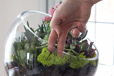 How to Create a Succulent Garden | eBay