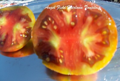 Black Sea Man Heirloom Tomato Seeds 