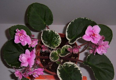 african violet Ma's Second Thoughts plant in ...