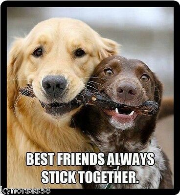 Funny Dog Humor Best Friends Always Stick Together Refrigerator Magnet 