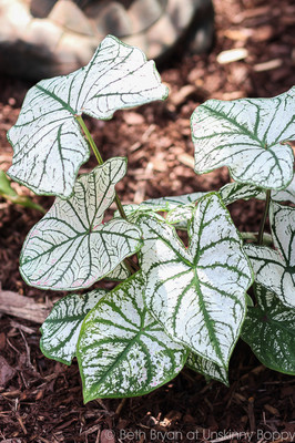 White and Green Caladiums