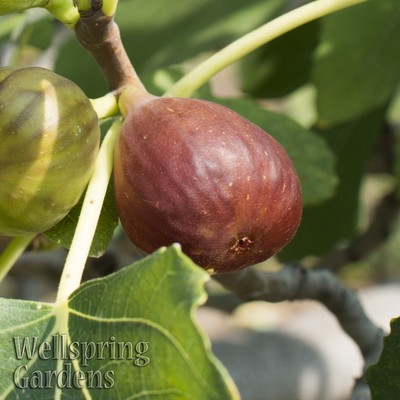 FIG FRUIT TREE Little Ruby Common Edible ...