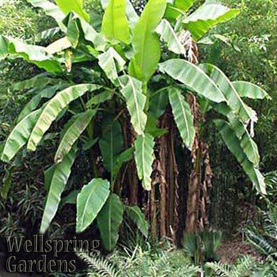 Musa Basjoo Banana Plant Fruit Tree COLD ...