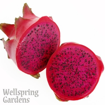 DRAGON FRUIT Hylocereus guatemalensis Live Plant American ...