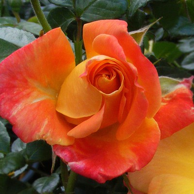 Joseph's Coat Climbing Rose Plant MultiColor Flowers ...