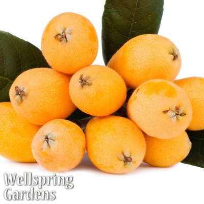 LOQUAT TREE Eriobotrya japonica Live Plant FRUIT ...