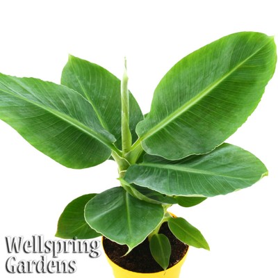 2 plants DWARF 