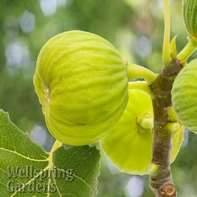 Ficus carica White Marseilles Fig Tree LIVE ...