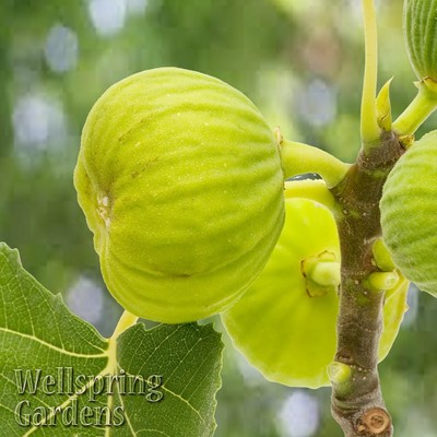 Ficus carica White Marseilles Fig Tree LIVE ...