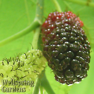 Dwarf Everbearing Black Mulberry Tree Morus nigra ...