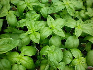 Basil is great for cooking too!
