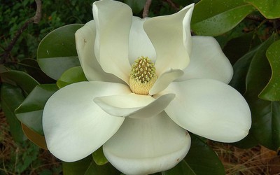 Magnolia WHITE Magnolia Beautiful Flower Tree Fresh ...