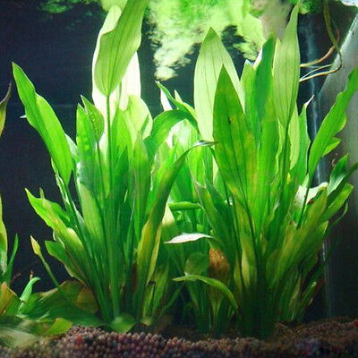 Fish Tank Aquarium Decor Green Artificial Plastic ...