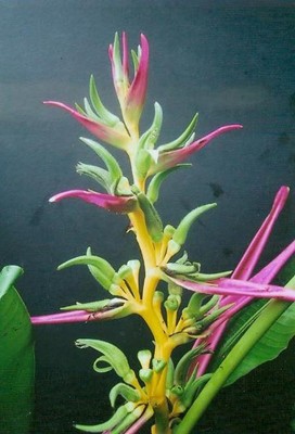 Heliconia Aemygdiana - Hot Pink / Yellow ...
