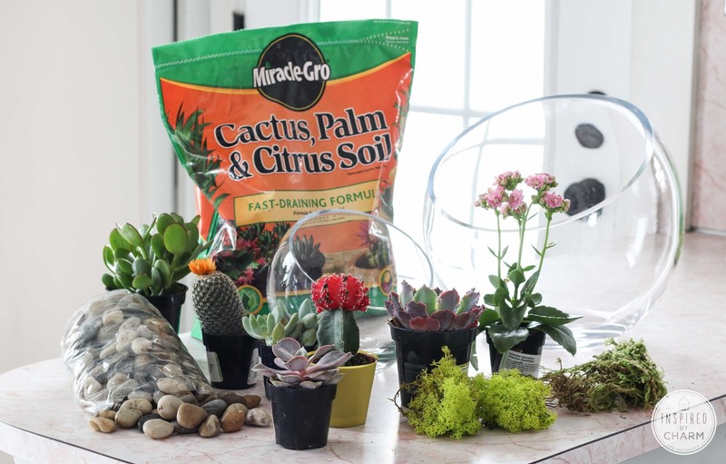 How to Create a Succulent Garden | eBay