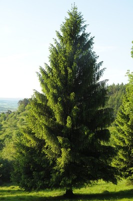 Norway Spruce, Picea abies, Tree Seeds (Fast ...
