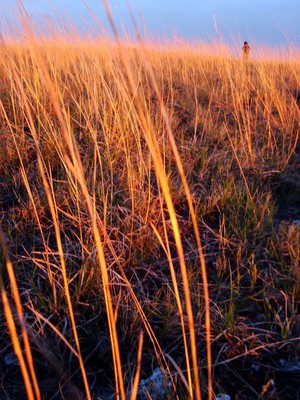 300 Ornamental LITTLE BLUESTEM GRASS Seeds +Gift ...