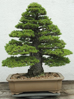 Pinus parviflora (Japanese White Pine) 10 Seeds