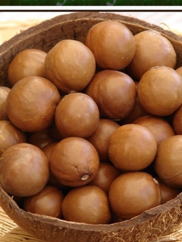 Hawaii Maui Fresh Macadamia Nut 12 Seeds ...