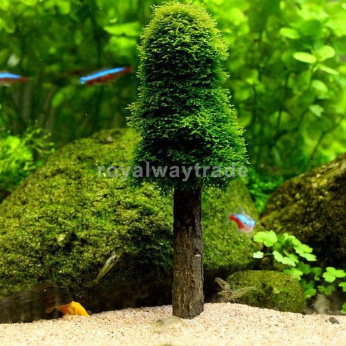 Aquarium Hydroponic Moss Christmas Tree Plant Growing ...