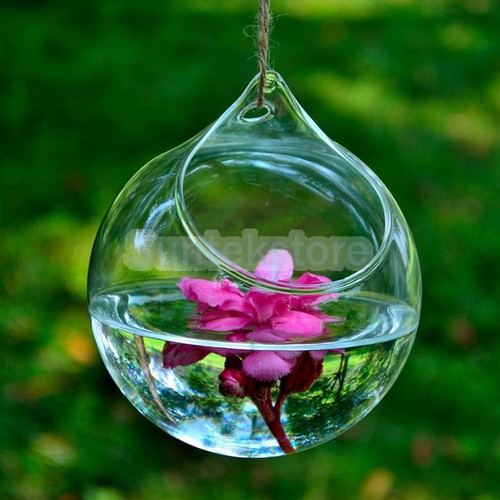 Hanging Glass Hydroponic Flowers Planter Vase Terrarium ...
