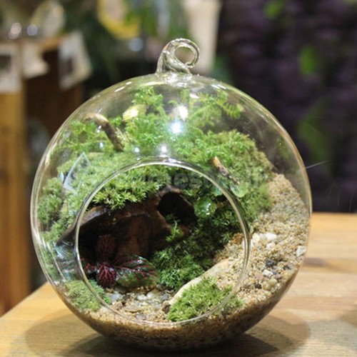 1pc Globe Ball Glass Hanging Plant Terrarium ...