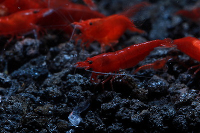 10+1 Bloody Mary Live Aquarium Shrimp Neocaridina